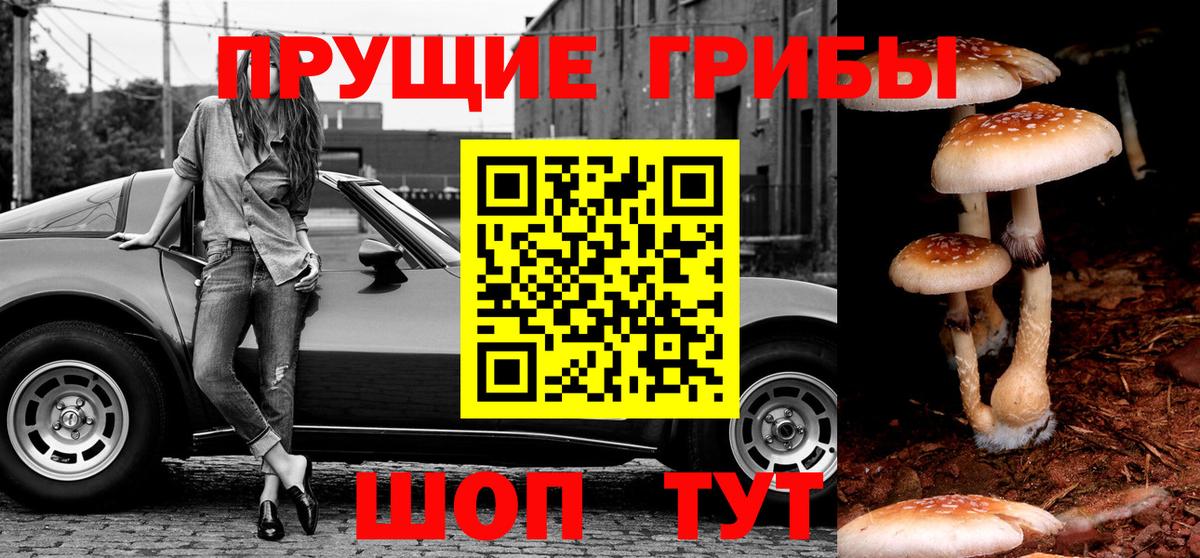 Галлюциногенные грибы Psilocybe Городец